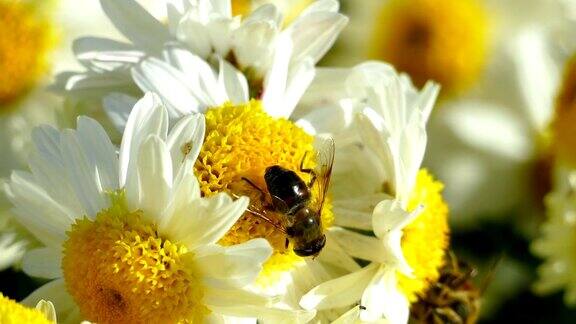 秋天的蜜蜂在菊花上