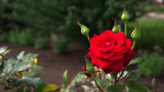 美丽的红玫瑰在风中摇曳自然背景与红花花园为您的项目