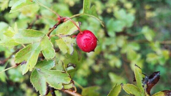 雨后成熟的红色野生山楂浆果