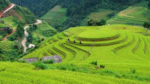 稻田梯田山坡全景山上种植水稻