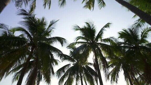 运动通过棕榈树叶与阳光和镜头耀斑