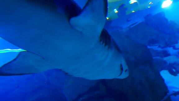 大鲨鱼在水族馆的蓝色水域游泳