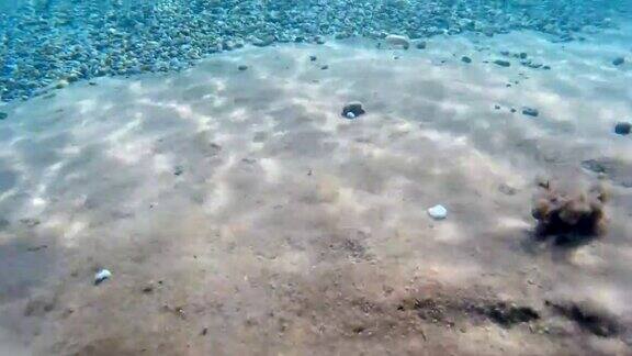 海底的小石头