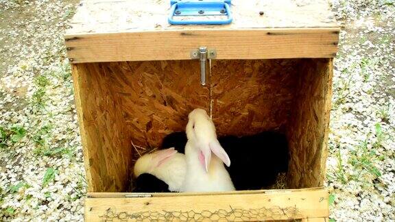 白兔子和黑兔子在一个木笼子里