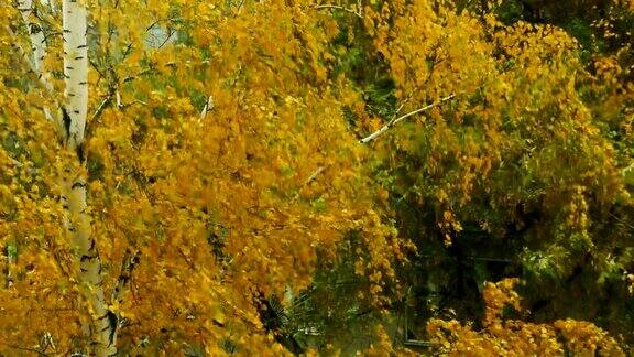 风从桦树上摘下了秋天的黄叶