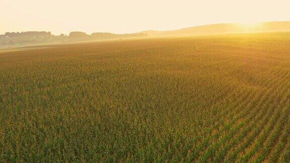 黎明时分空中的玉米地