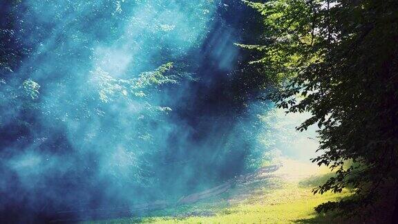 阳光穿过树叶和雾烟雾在森林里魔法森林