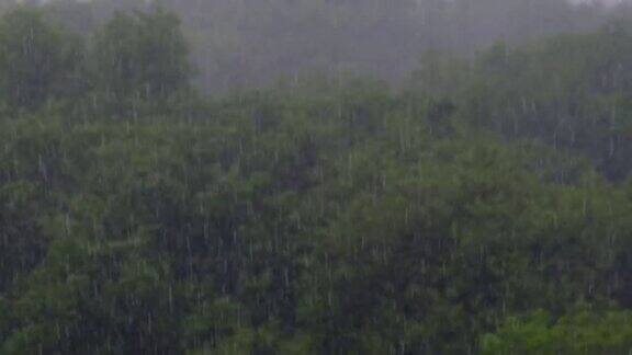 雷暴在一个绿色森林的背景暴雨与风风暴