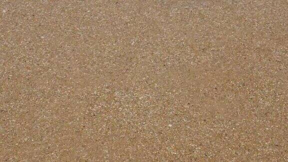 沙滩上孤独的贝壳和海浪4K