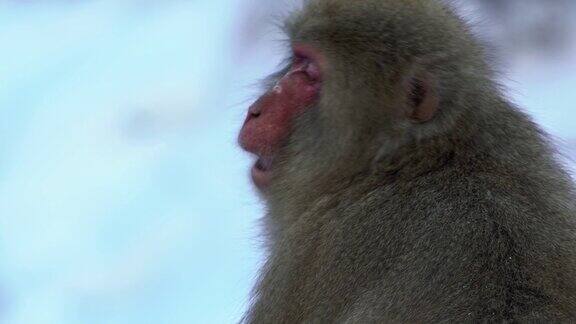 慢镜头雪猴日本猕猴的红脸肖像日本猕猴