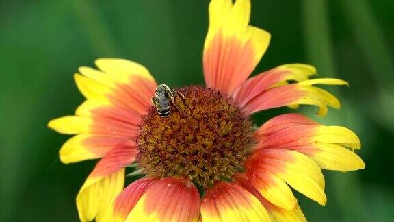大黄蜂在花