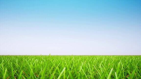 现场全景逼真的镜头麦秆在风中摇曳蓝天与云朵360度旋转的动画草地草逼真的运动美丽的自然风光山水4k视频