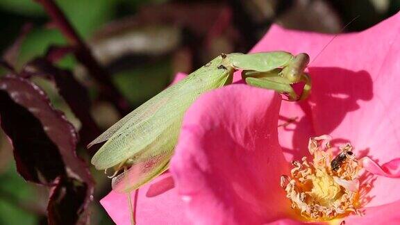 螳螂试图捕捉玫瑰花瓣上的蜜蜂