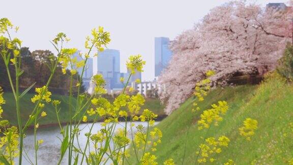 油菜花和樱花盛开