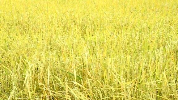 泰国金黄色的稻田等待收割