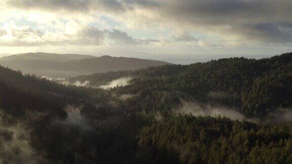 北加州红杉林:空中