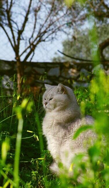 花园里的英国短毛猫