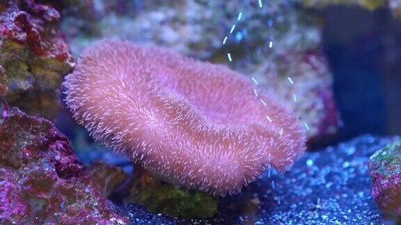 石珊瑚是石珊瑚科的一个属