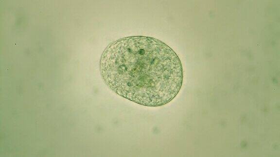 微生物-团藻