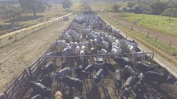 圈养牲畜的农场场景总体规划在巴西7月是旱季