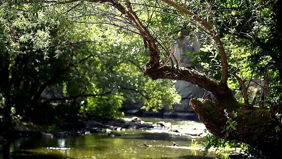 河上的树
