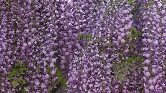 紫藤花在法国的春天