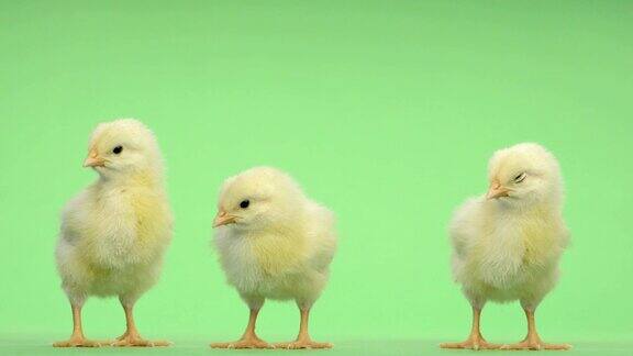 三只小鸡站在绿色钥匙前