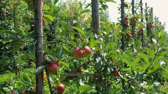 新鲜的苹果在花园里