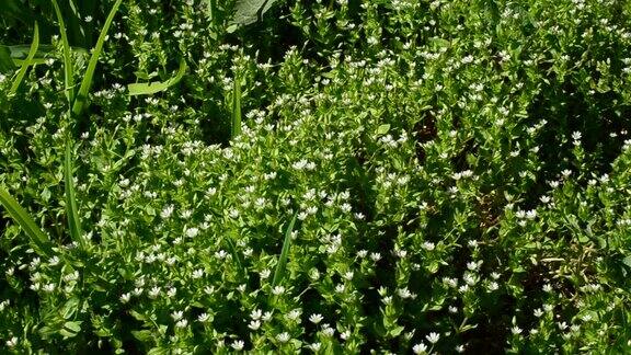 小草和鲜花在春天