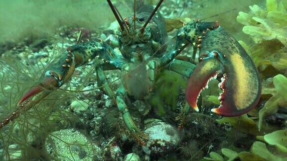 龙虾在海底