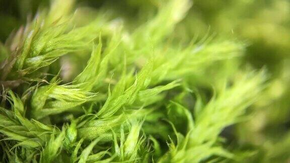 苔藓树枝的微距镜头苔藓在显微镜下有详细的计划苔藓树枝的微距镜头苔藓在显微镜下有详细的计划高质量4k镜头