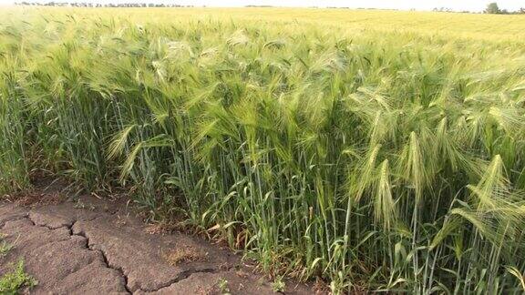 地里种着小麦大地因干旱而龟裂