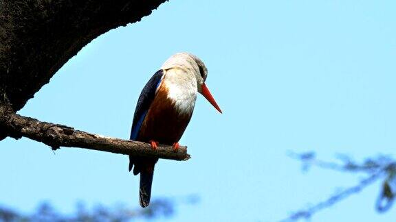 肯尼亚博戈里亚湖的灰头翠鸟