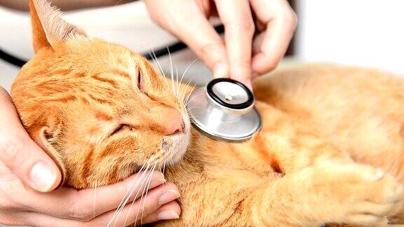 医生给猫做检查