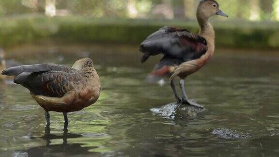 小口哨声水鸭或树巢鸭正在游泳池里享受清洁羽毛的乐趣