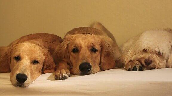 金毛猎犬和藏獒在床上放松