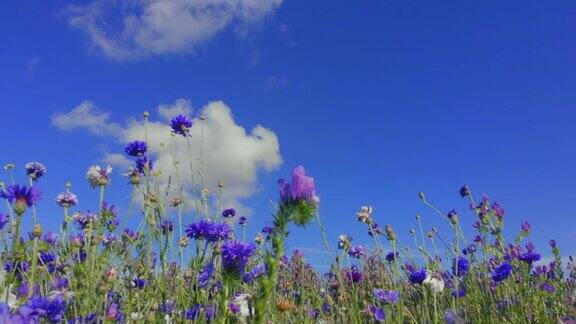 蓝色的矢车菊映衬着蓝天和白云