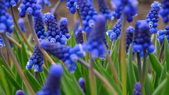 蓝色花朵Muscari
