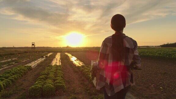 日落时分年轻的女农民背着一箱蔬菜穿过田野