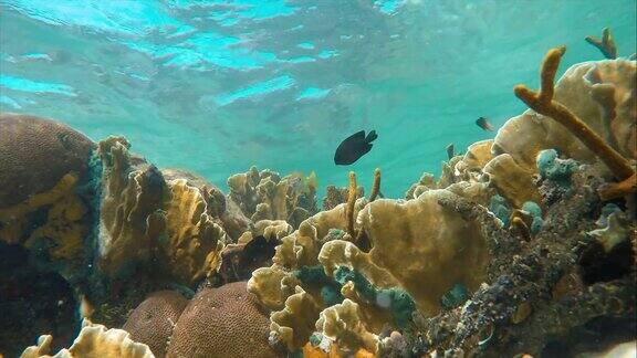 加勒比海珊瑚礁的海床上充满了幼鱼