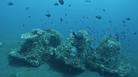 图兰本珊瑚花园的珊瑚和鱼类水下超慢速莫