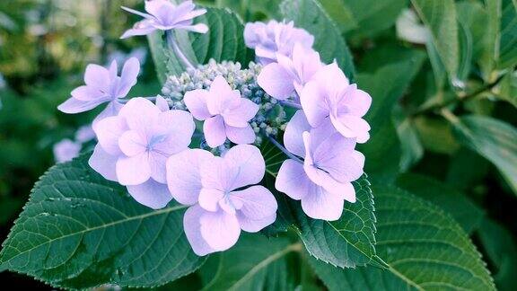 绣球花在东京日本Kokubunji