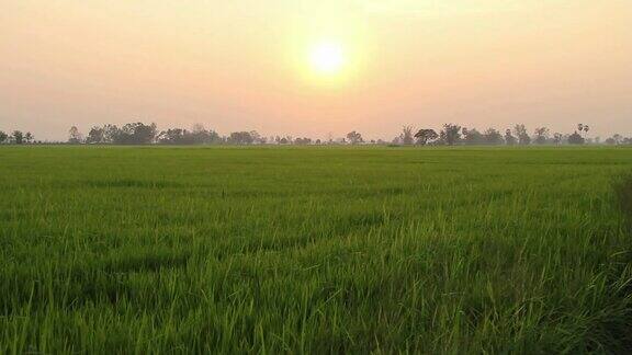 日落时分的稻田