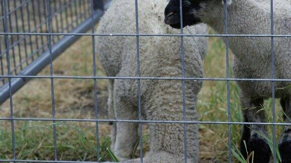 小羊羔在篱笆后观看和吃东西