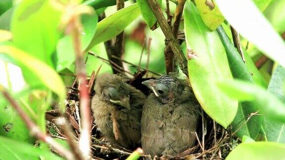 两周大的红雀幼鸟在鸟巢的最后一天