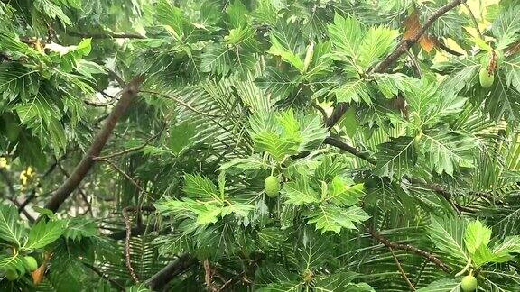 热带雨林倾盆大雨