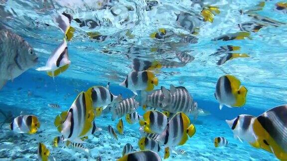 在法国波利尼西亚塔希提岛的波拉波拉岛热带鱼黄貂鱼和鲨鱼在蓝绿色的水中游泳