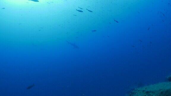 鲨鱼在狼岛海面下巡游