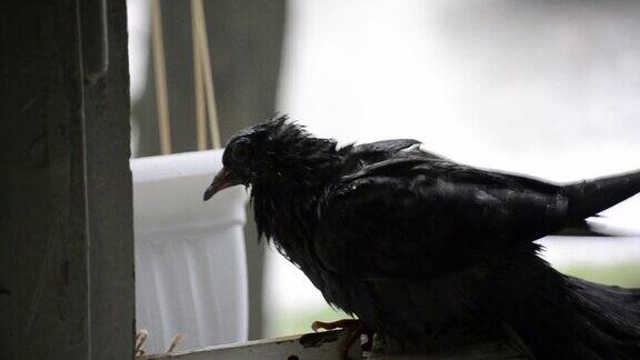 下雨时一只湿鸽子坐在窗台上
