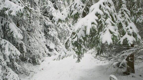 冬天在森林里白雪覆盖的树木